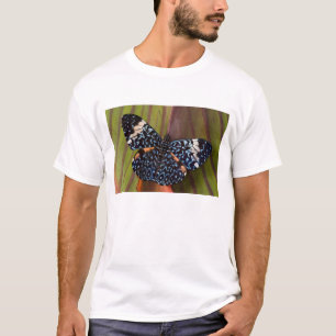 T-shirts Borboleta tropical