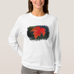 T-shirts Bordo Acer rubrum) folha vermelha no outono,