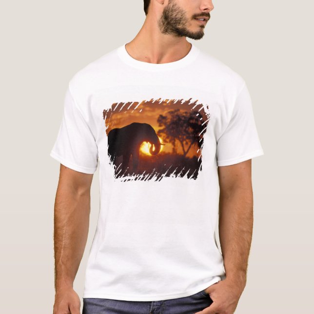 T-shirts Botswana, Parque Nacional Chobe, Elefante macho (Frente)