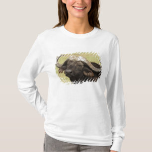 T-shirts Búfalo Africano, Syncerus caffer