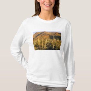 T-shirts Cacto Saguaro no Parque Nacional Saguaro perto
