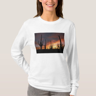 T-shirts cactos saguaro, Carnegiea gigantea, depois