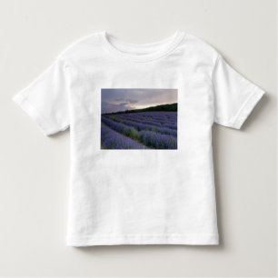 T-shirts Campo da lavanda no por do sol