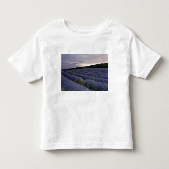 T-shirts Campo da lavanda no por do sol (Frente)