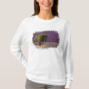 T-shirts Campo de lavanda na Alta Provença, França