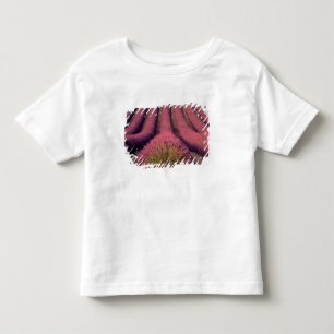 T-shirts Campo de lavanda na Alta Provença, França 2