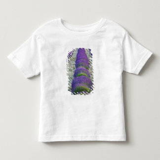 T-shirts Campo de lavanda, Provença, França