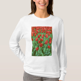 T-shirts Campo de tulipas floresce na primavera.