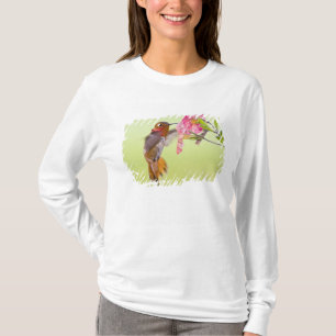 T-shirts Canadá, Colúmbia Britânica, Beija-flor-de-rúcula