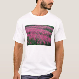 T-shirts Canadá, Quebec, Gaspe. Flores Roxas de Lythrum,