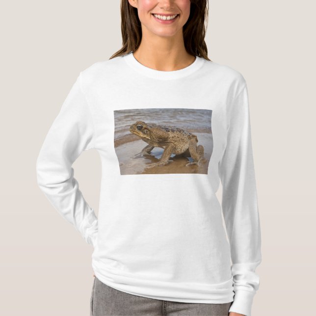 T-shirts Cane Toad Rhinella marina, anteriormente Bufo (Frente)