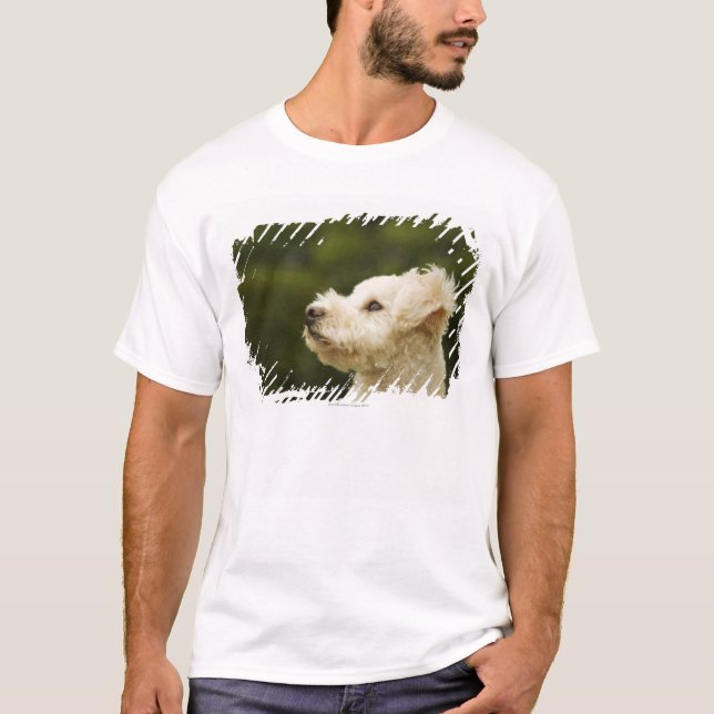 T-shirts Caniche 2 (brancos) (Frente)