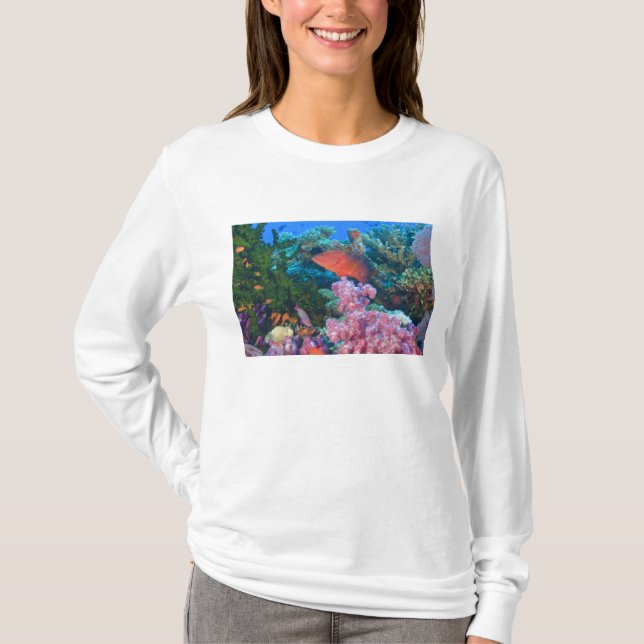 T-shirts cardume de Anthias squamipinnis (Pseudanthias (Frente)