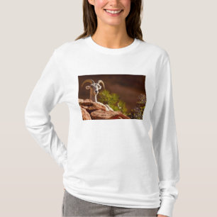 T-shirts Carneiro Bighorn do deserto (Ovis canadensis nelso
