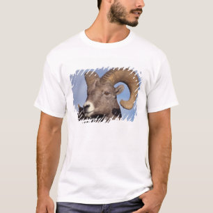 T-shirts carneiro selvagem, carneiro das montanhas, Ovis ca