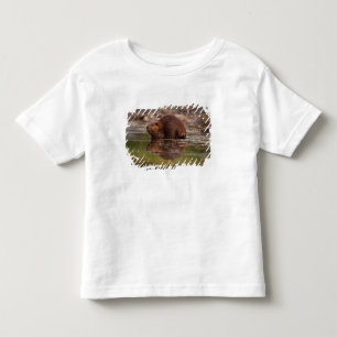 T-shirts castor, Castor canadensis, vai nadar