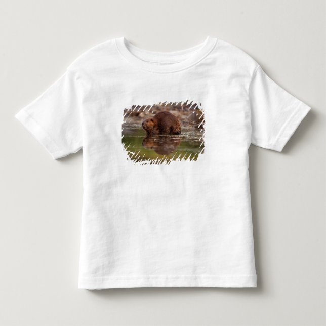 T-shirts castor, Castor canadensis, vai nadar (Frente)