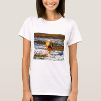 Cavalo marrom e minúsculo creme na neve.