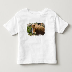 T-shirts Cavalos islandeses no nordeste da Islândia.