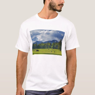 T-shirts Cavalos pastam em pasto perto de Whitefish,