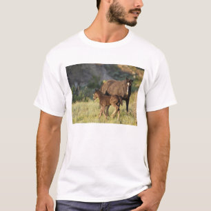 T-shirts Cavalos selvagens no Parque Nacional de Theodore R