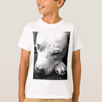 cicatriz do harry potter cachorro pit bull branco