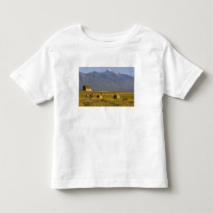 T-shirts Ciclistas de estrada correm pela estrada rural em