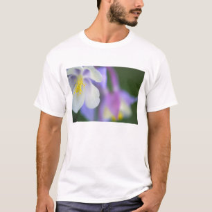 T-shirts Close da flor Aquilégia do Colorado.