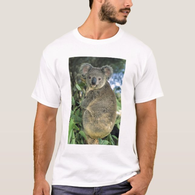 T-shirts Coala, Phascolarctos cinereus), em perigo, (Frente)