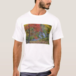 T-shirts Coles Creek alinhados com árvores de mapa do outo