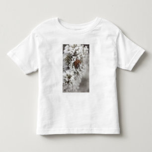 T-shirts Cone do pinho de Lodgepole no inverno em