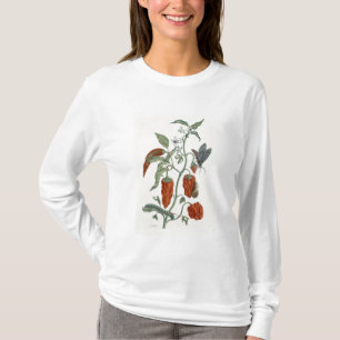 T-shirts Consolda-maior, "de um erval curioso", 1782