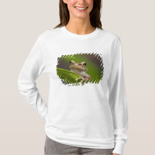 T-shirts Coqui comum, coqui do Eleutherodactylus, EL