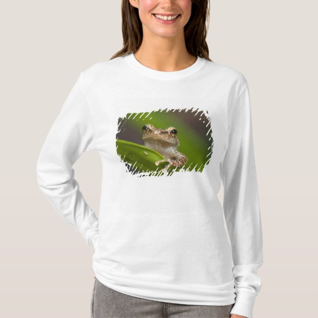 T-shirts Coqui comum, Eleutherodactylus coqui (Frente)