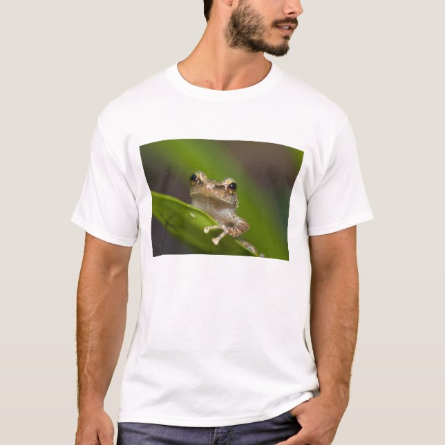 T-shirts Coqui comum, Eleutherodactylus coqui (Frente)