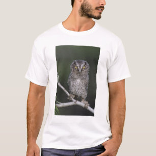 T-shirts Coruja-pequena, Megascops asio, Otus 2