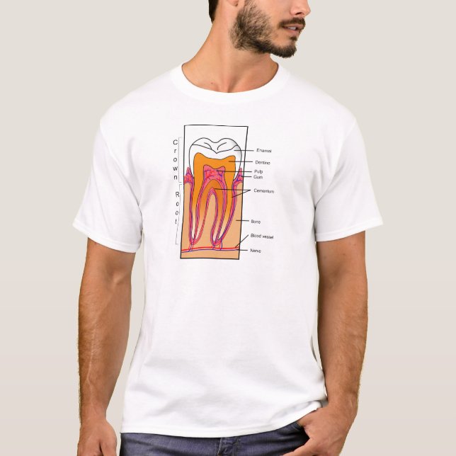 T-shirts Diagrama de seção transversal de um dente humano (Frente)