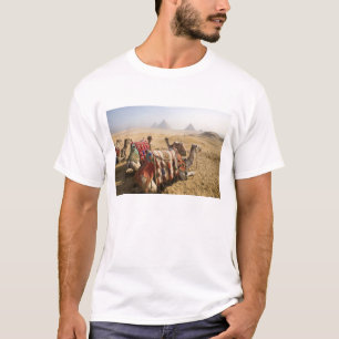 T-shirts Egipto, o Cairo. Olhar de descanso dos camelos