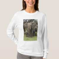 Elefante Africano | Manada