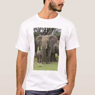 T-shirts Elefante Africano Manada