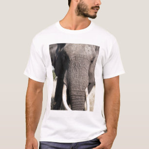 T-shirts Elefante (Loxodonta africana), Abu Camp 3