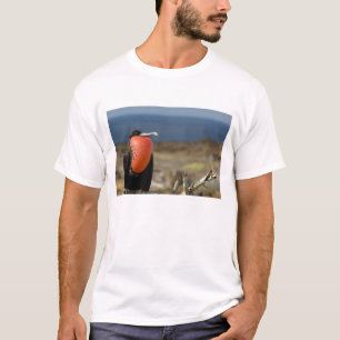 T-shirts Equador, Galapagos, Ilha Genovesa. Príncipe