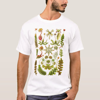 T-shirts Ernst Haeckel - Hepaticae