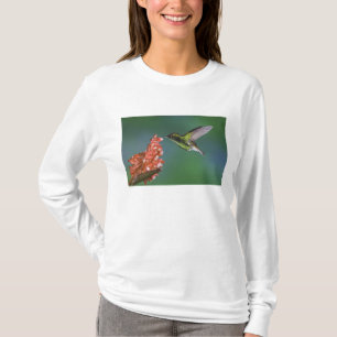 T-shirts Esmeralda de Cabeça Coppery, Elvira cupreiceps,