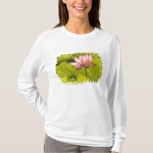 T-shirts Estados Unidos, DC, Washington, Kenilworth 2