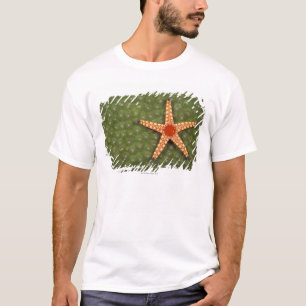 T-shirts Estrela de mar