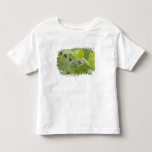T-shirts EUA, Alasca, Parque Nacional Glacier Bay.