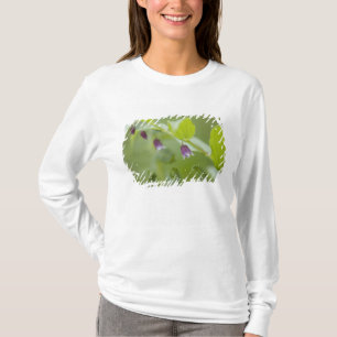 T-shirts EUA, Alasca, Parque Nacional Glacier Bay.