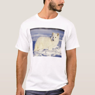 T-shirts EUA, Alasca. Raposa ártica com pelagem de inverno