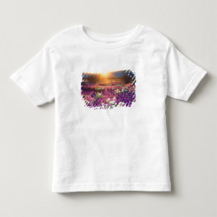 T-shirts EUA, Califórnia, Parque Estadual do Deserto de Anz